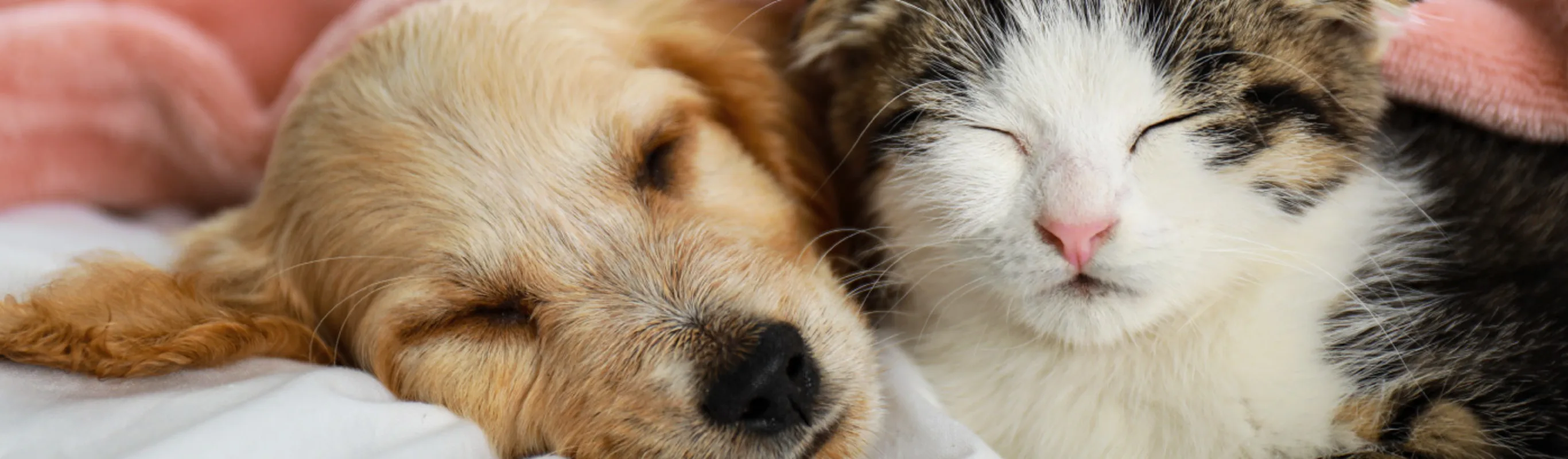 Puppy and kitten sleeping under a pink blanket